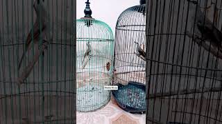 Download lagu Perbedaan trucuk JATIM & LOKAL terlihat dari body JATIM  lebih besar badan nya suara juga ngebas mp3