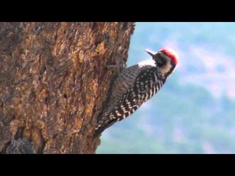 Ladder-Backed Woodpecker (santa fe, new mexico)