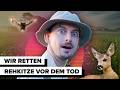 The Big Fawn Rescue Documentary And Yes We Found Them All In Time