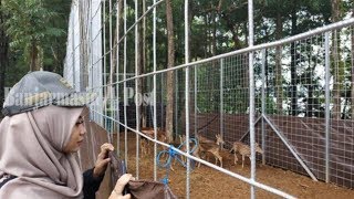 Diboyong dari Istana Bogor, Tujuh Rusa Tutul Jadi Penghuni Perdana Pulau Rusa Waduk Riam Kanan