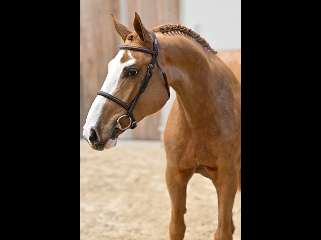 Horsedeals Prince Lovely - walk & 360