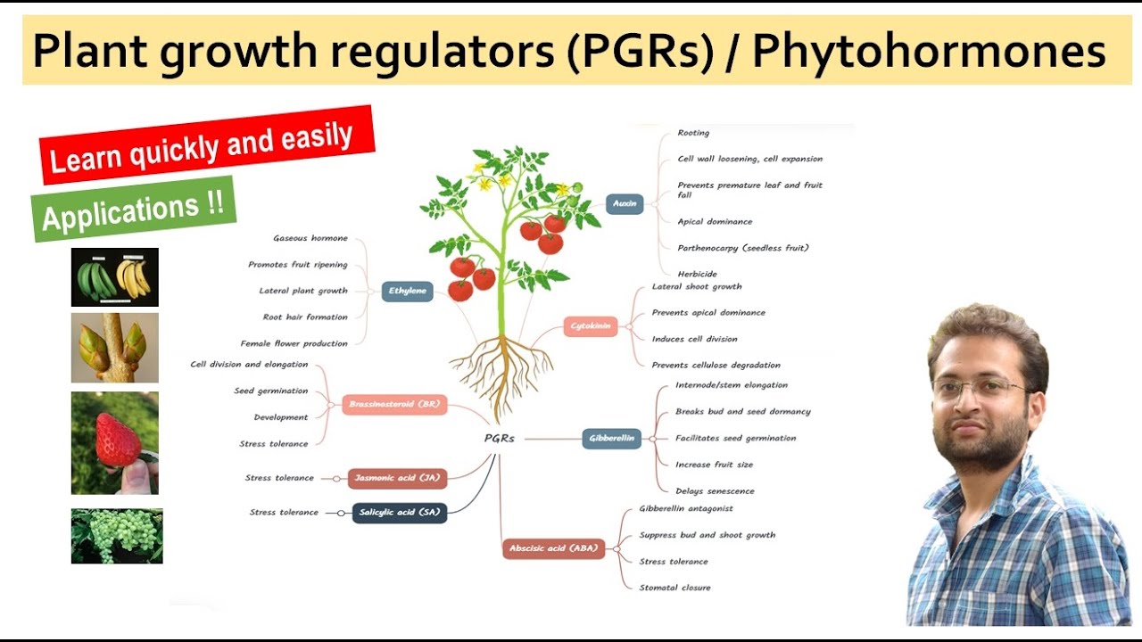 Role of Plant growth regulators (PGRs) in plant growth and development.