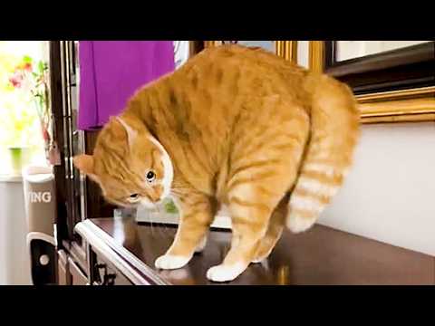 You Cant Stop Laughing At These Cats 😂🐱 TOP Funny Cats Video 2026