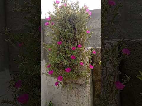 beautiful flowers 🌷🌷🌷🌹🌹🌹🌹