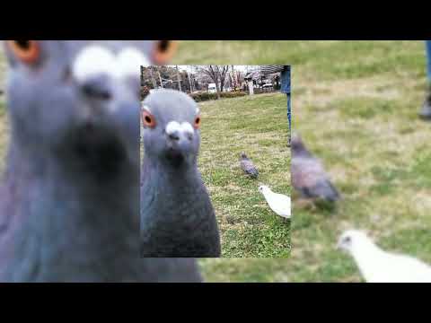 голубь-хлеб,alon🐦.speed up