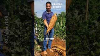 Kudzu Tanaman Liar Yang Serbaguna