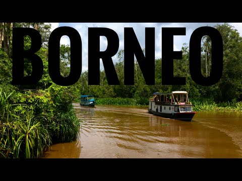 Borneo: Spotting Orangutan in Tanjung Puting national park, Indonesia.