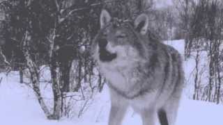 Howl- Florence + The Machine