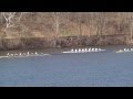 2014 Blackwell Cup Yale Columbia Penn EARC HM V8+ Crew Rowing