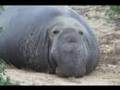 Elephant Seal Saying Hello