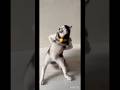 Husky Dog Dancing Shorts