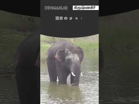 யானைகள் போட்ட  'ஜாலி' குளியல்!