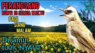 Download lagu PERANGSANG BUNYI BURUNG TRUCUKAN PALING AMPUH UNTUK PAGI SIANG MALAM TRUCUKAN MANAPUN DI JAMIN NYAUT mp3 Download lagu PERANGSANG BUNYI BURUNG TRUCUKAN PALING AMPUH UNTUK PAGI SIANG MALAM TRUCUKAN MANAPUN DI JAMIN NYAUT mp3