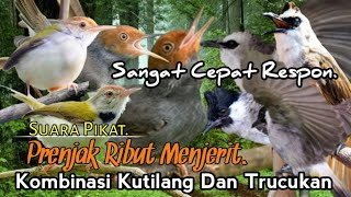 Download lagu SUARA PIKAT PRENJAK RIBUT MENJERIT. KOMBINASI KUTILANG DAN TRUCUKAN. SUDAH JELAS AMPUH.. mp3 Download lagu SUARA PIKAT PRENJAK RIBUT MENJERIT. KOMBINASI KUTILANG DAN TRUCUKAN. SUDAH JELAS AMPUH.. mp3