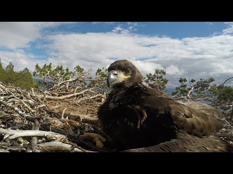 Following White-Tailed Eagles From Chicks To Maturity