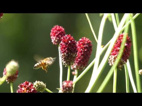 Großer Wiesenknopf - Blume des Jahres 2021 KURZVERSION