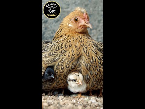 Ciclo de Vida da Galinha