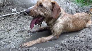 Лов на ЮНДОЛА 2