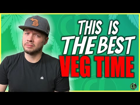 How Long to Veg Plants For a Huge Harvest