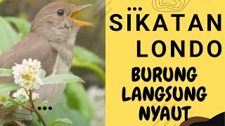 Download lagu burung gacor sikatan londo cocok untuk masteran segala jenis burung dijamin langsung nyaut gacor mp3