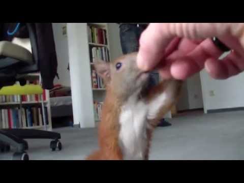 Ein Traum: Hamburger Eichhörnchen zu Besuch