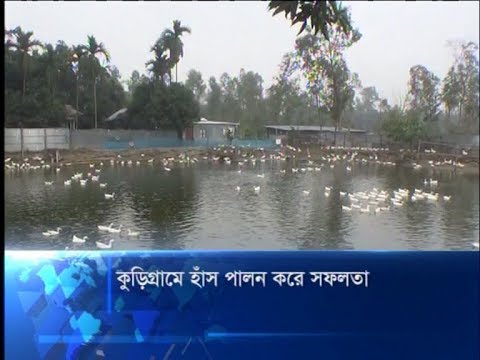 কুড়িগ্রামে হাঁস পালন করে সফলতা