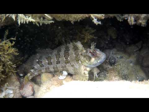 Parablennius gattorugine