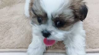 ハーフ犬の動画02