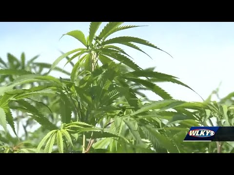 Trucker's arrest for hauling legal hemp shows obstacles remain