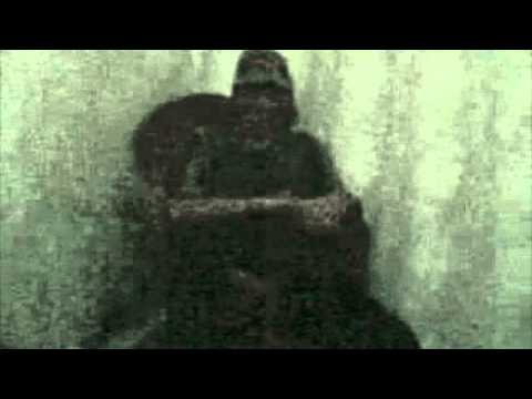 SE.R.T. Chicoria ZTK - TruceKlan.