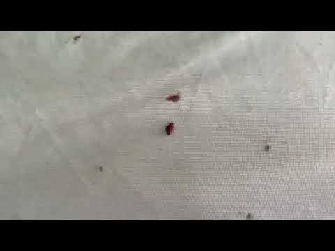 Close Up Look at a Bed Bug in Cranbury, NJ
