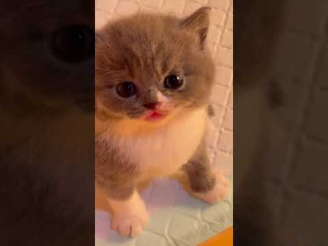 Shaka Laka boom boom