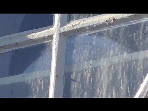 RAAD-VIDEO Dalfsen [15] - Stalraampje?