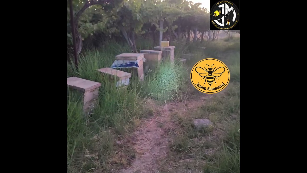 نقل خلايا النحل من اصعب مراحل تربية النحل على مربي النحل 
