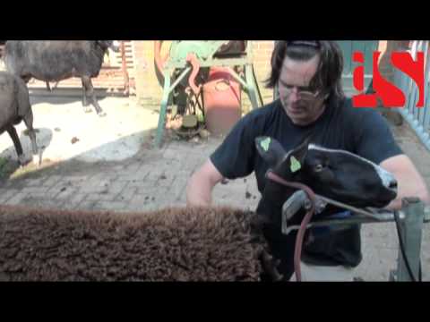 Schaapscheren in 1 minuut