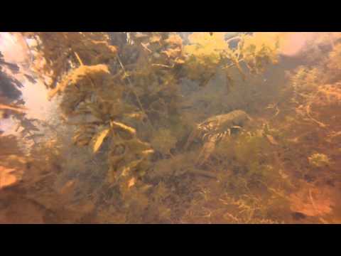 Edelkrebs im Blausteinsee