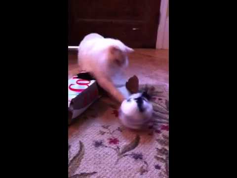 Polish Rabbit plays box fun with Ragdoll Cat