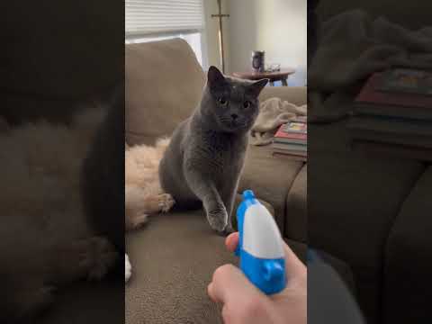 This Cat REALLY Wanted to Be Next 😂