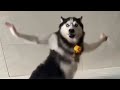 Ai Husky Dancing Meme Template Download Link In Comments