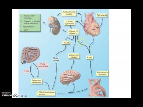 síndrome hepatorrenal