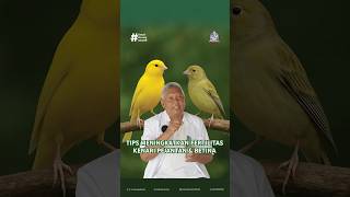 Download lagu TIPS TO IMPROVE THE FERTILITY OF MALE & FEMALE CANARIES #birddoctor #canary #ediboedisantosa mp3
