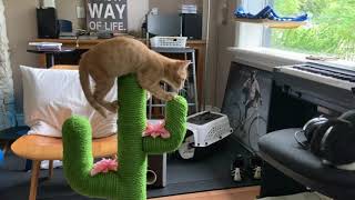 木登りの特訓とその成果