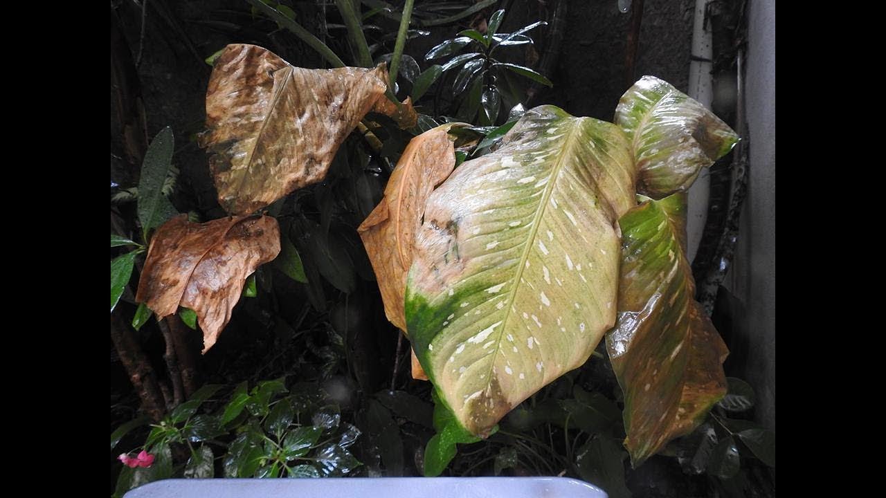 👉 PLANTA COMIGO-NINGUÉM PODE -VEJA O QUE ACONTECEU!  😱😱🥀🥀🥀