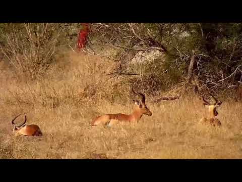 Djuma: Impala rams resting - 11:12 - 07/10/21