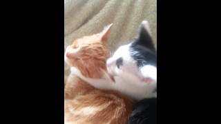 Kitten grooms his older foster sister