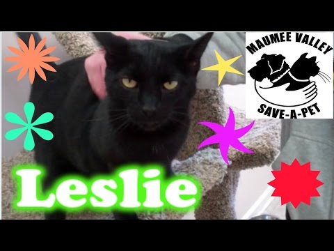 Leslie, an adopted Domestic Short Hair & American Curl Mix in Toledo, OH_image-1