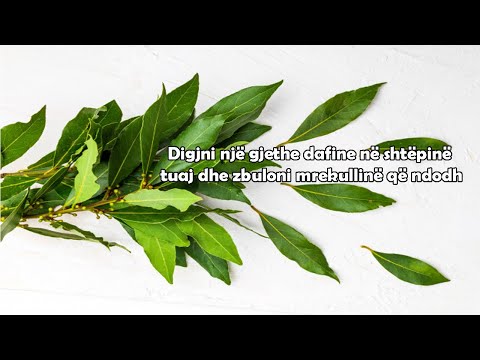 Digjni një gjethe dafine në shtëpinë tuaj dhe zbuloni mrekullinë që ndodh