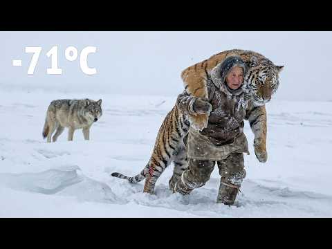 An Elderly Woman Rescues a Pregnant Tiger in Critical Condition in Siberia — A Heart Touching Story