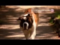 Beethoven Filmek A Karácsonyi Ebédek Mellé A VIASAT3 On