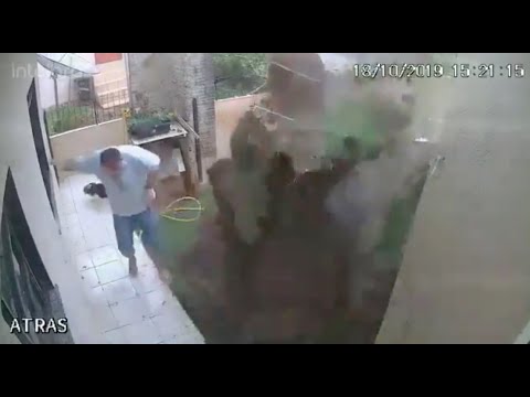 奇妙なこと:アリが木の上に家を建てる